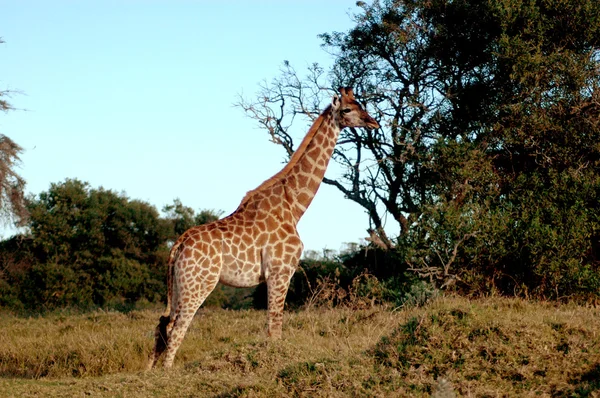 非洲野生动物 — 图库照片