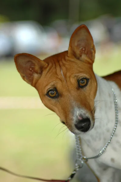 Cão Basenji — Fotografia de Stock