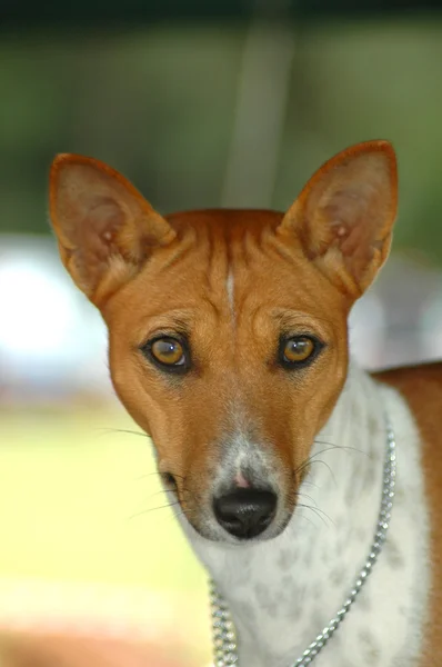 Σκύλου Μπασέντζι — Φωτογραφία Αρχείου