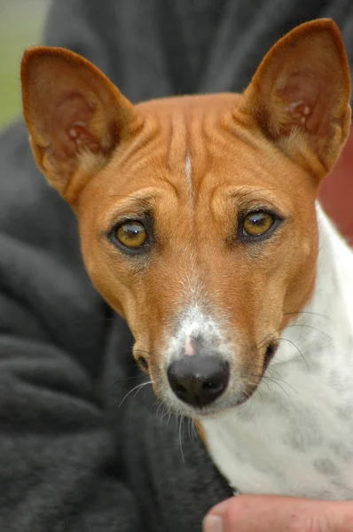 Πορτραίτο σκύλου Μπασέντζι — Φωτογραφία Αρχείου