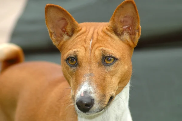 Basenji hund porträtt — Stockfoto