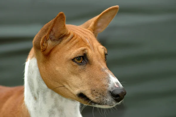 Basenji portrét psa — Stock fotografie