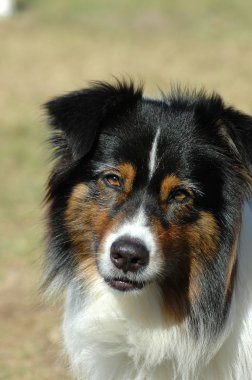 Australian Shepherd dog clipart