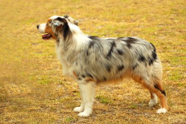 Australian Shepherd clipart