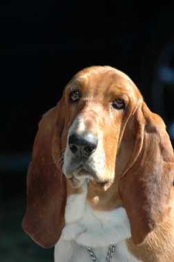 Basset hound portre