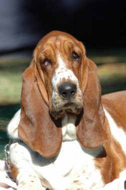 Basset hound portre