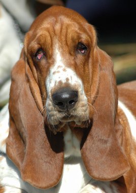 Basset hound portre