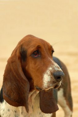 Basset Hound dog portrait clipart