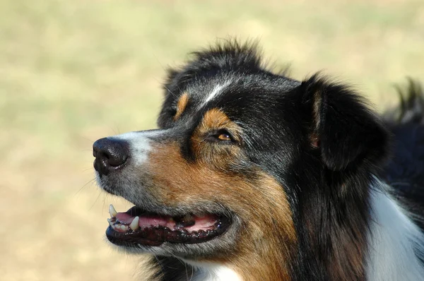 Owczarek australijski Portret psa — Zdjęcie stockowe