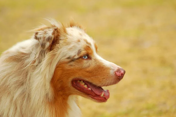 澳大利亚牧羊犬 — 图库照片