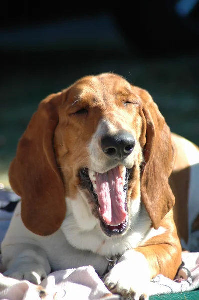 Pes se smíchem — Stock fotografie