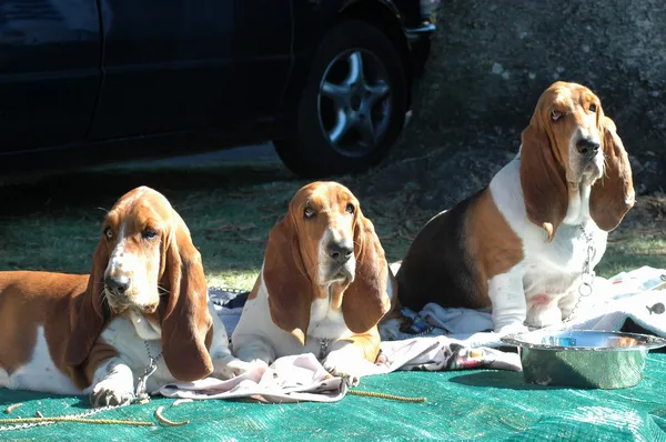 Basset hounds — Zdjęcie stockowe