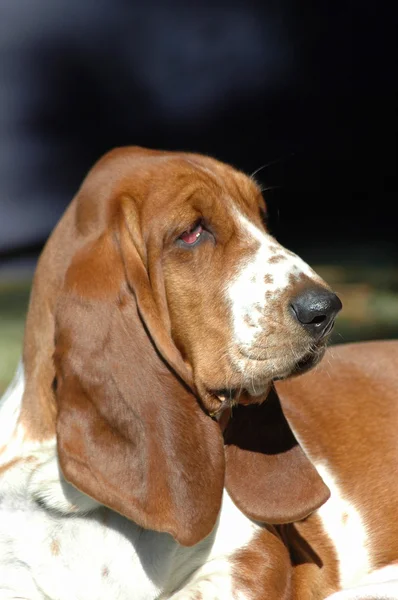 Basset hound porträtt — Stockfoto