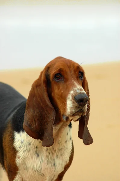 Basset Hound cão retrato — Fotografia de Stock