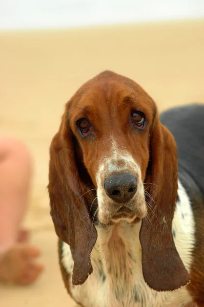 Basset hound portret — Stockfoto