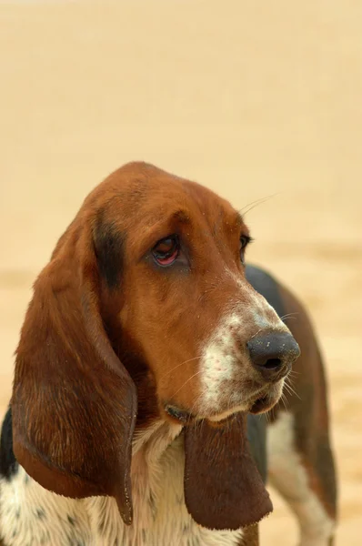 Basset hound pes portrét — Stock fotografie