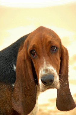 Basset hound dog portre