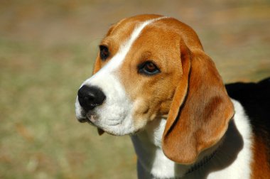 Beagle hound dog portrait clipart