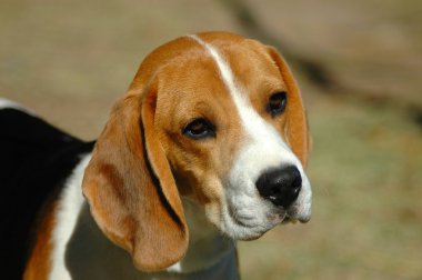 Beagle av köpeği