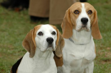 Beagle tazı köpeği portre