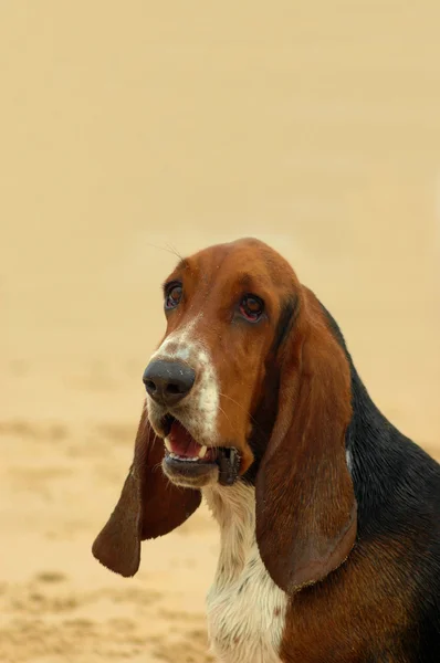 Basset hound dog porträtt — Stockfoto