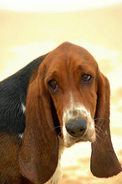 Basset hound pes portrét — Stock fotografie