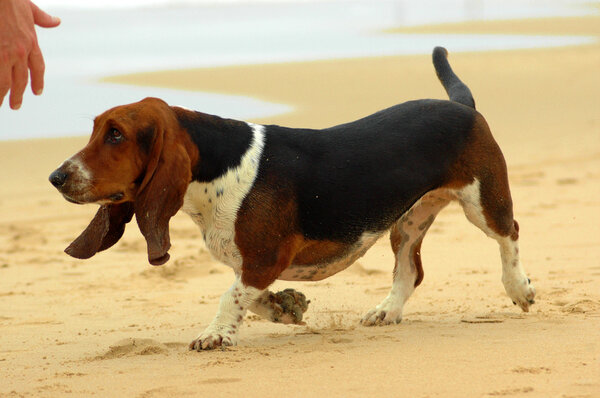 Basset Hound dog