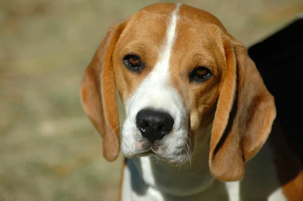 Cão de caça Beagle — Fotografia de Stock