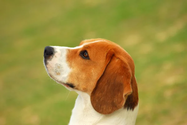 Pies gończy ogar pies portret — Zdjęcie stockowe