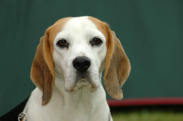 Cão de caça Beagle — Fotografia de Stock