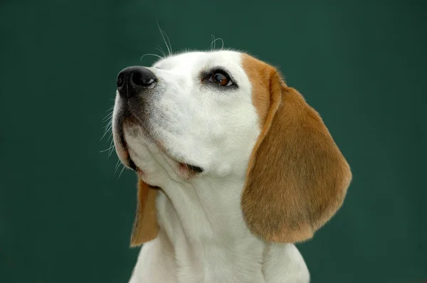 Beagle hound dog — Stock Photo, Image
