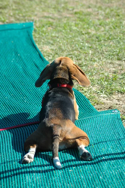 Divertente cane rilassante — Foto Stock