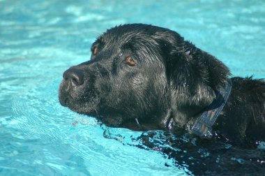 labrador köpek Yüzme