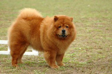 Chow Chow dog clipart