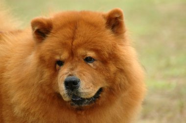 Chow chow köpek