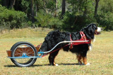 Bernese dağ köpeği carting