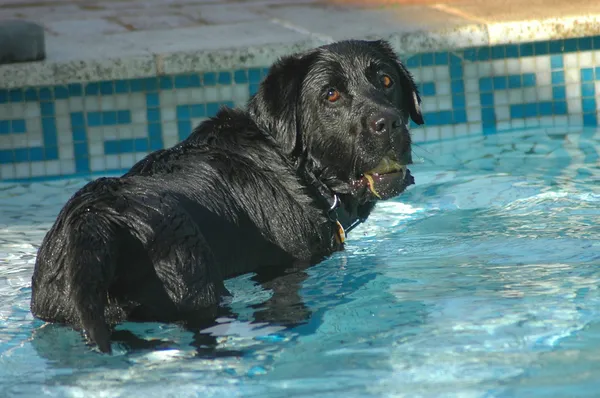 ラブラドール犬の水泳 — ストック写真