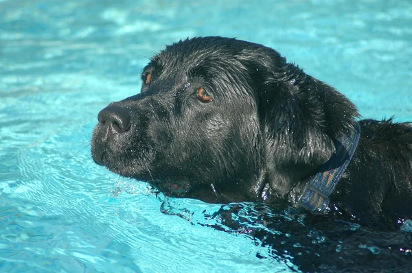Labrador pes plavání — Stock fotografie