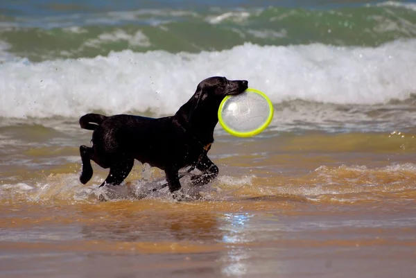 Dog playing with frisbee — Stock Photo, Image