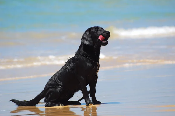 Black Labrador Retriever dog — Stock Photo, Image
