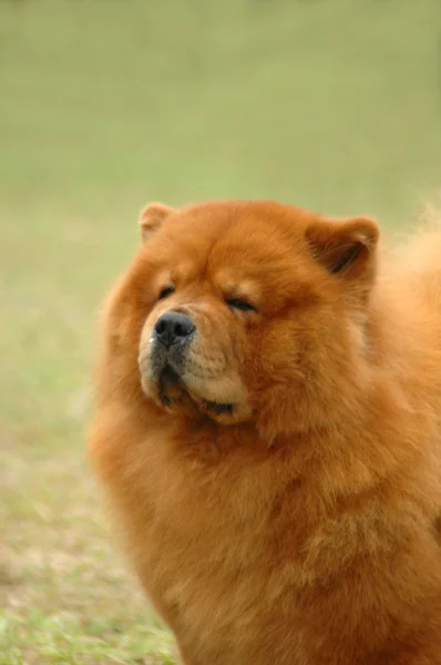 Чау-чау собака — стокове фото