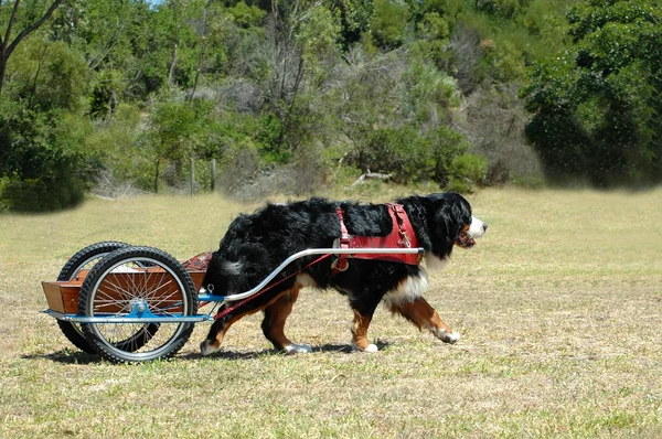 Carting Bernese Mountain dog — Stock Photo, Image