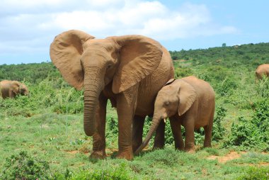 African Elephants clipart