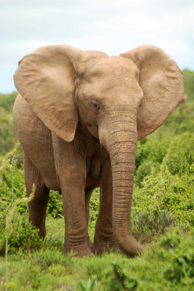 Front view of an African elephant mom grazing in the bushes of a game park in South Africa