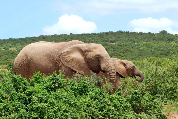 Elefantes africanos pastando — Foto de Stock