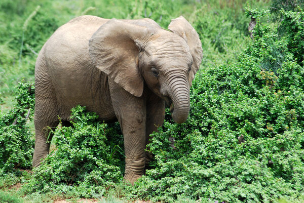 African elephant mom grazing in the bushes of a game park in South Africa