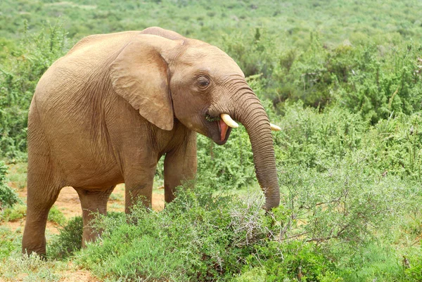 Afrika fili besleme — Stok fotoğraf