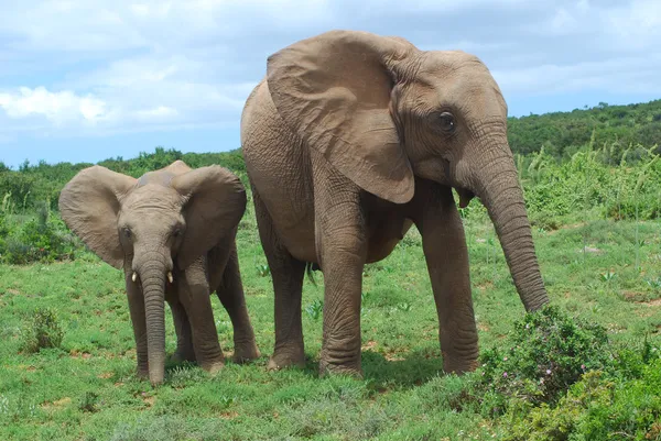 Éléphants d'Afrique — Photo