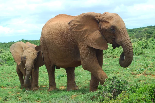Elefantes africanos — Fotografia de Stock