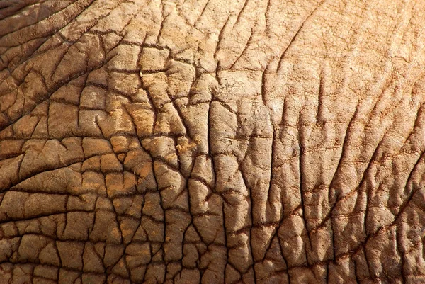 Elephant skin — Stock Photo, Image